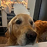 dog, golden_retriever, foam, bathroom, pet, curious, close_up, bathtub, water, fur, animal, indoor, cute, face, head, whiskers, ears, eyes, snout, muzzle