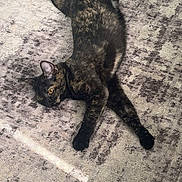 Ivy is registered to the contest to win money with this photo: animal, carpet, cat, cute, domestic_animal, feline, floor, fur, indoor, laying, lying_down, patterned, paws, pet, relaxed, resting, tail, texture, tortoiseshell, whiskers