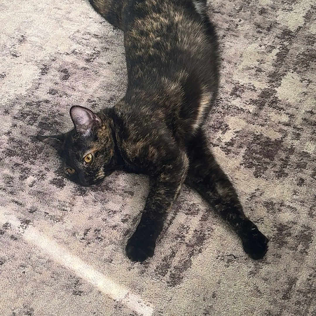 Ivy