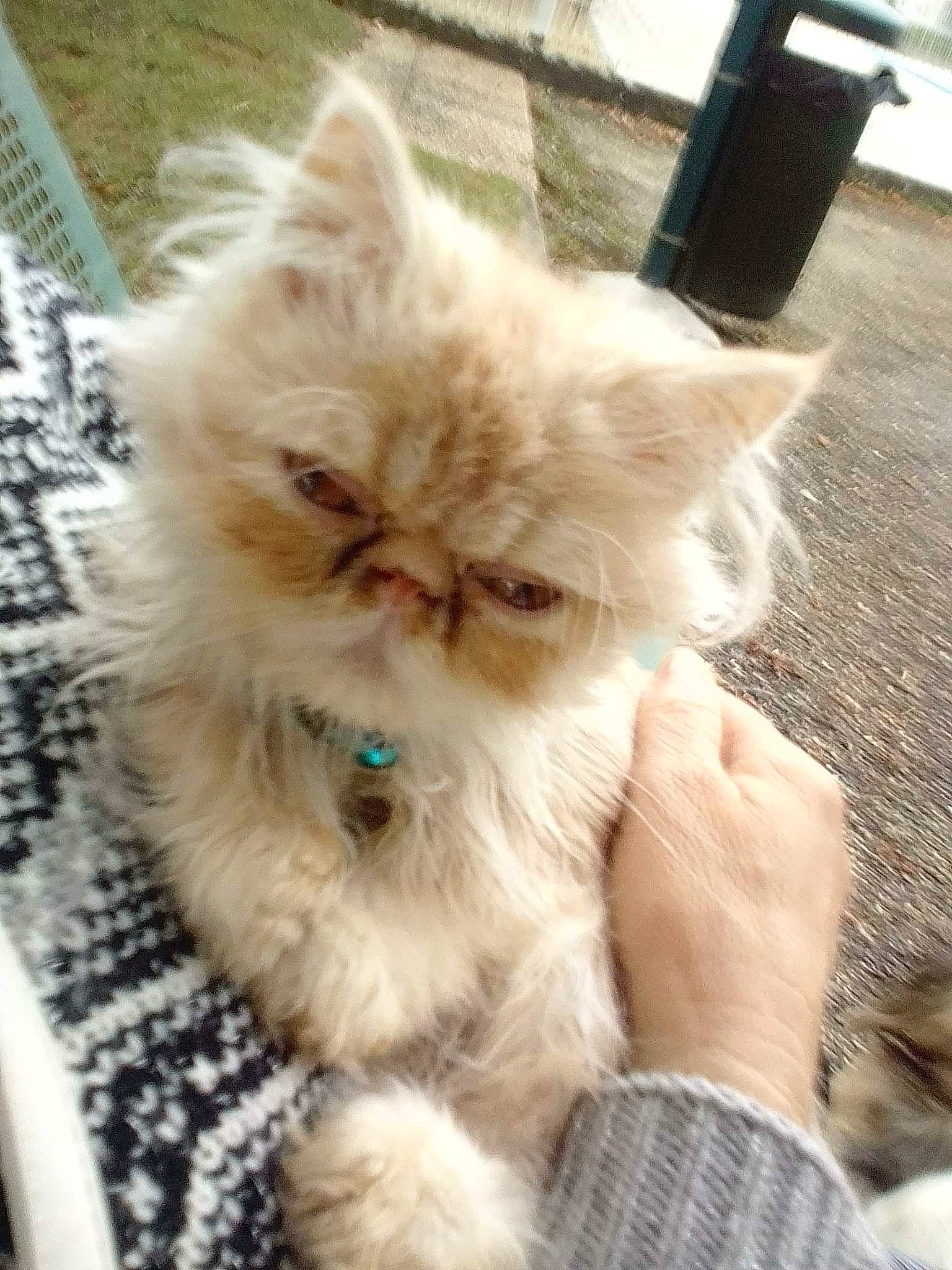 Océanis a rejoint le concours — aidez-le/la à gagner de superbes lots ! british_longhair, carnivore, cat, claw, comfort, ear, fawn, felidae, fruit, fur, hair, persian, small_to_medium_sized_cats, snout, whiskers