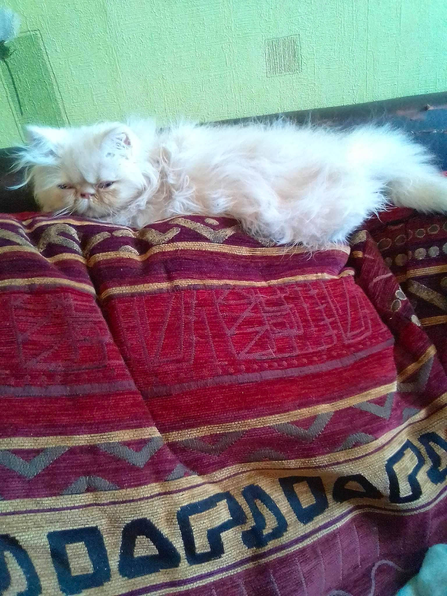 Océanis participe au concours pour gagner de l'argent avec cette photo : carnivore, cat, comfort, fashion_accessory, felidae, fur, linens, magenta, mammal, pattern, pink, plaid, sleeve, small_to_medium_sized_cats, tail, textile, thread, whiskers, wool, woolen