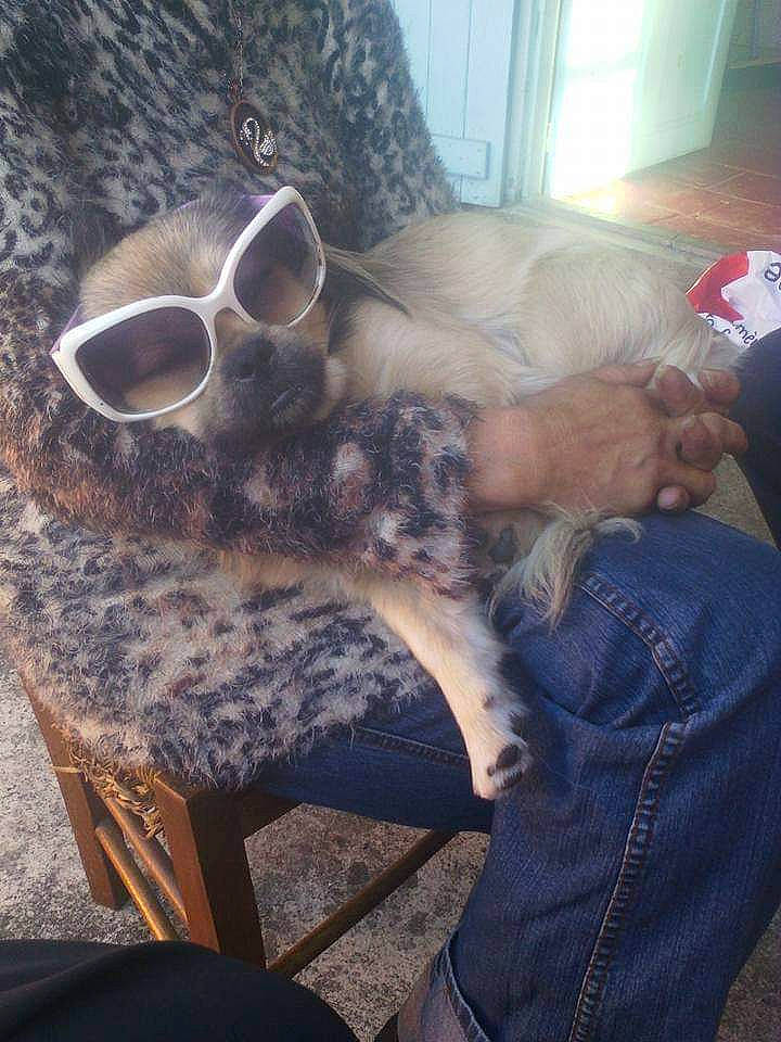 Baïkal participe au concours pour gagner de l'argent avec cette photo : carnivore, comfort, companion_dog, dog, dog_breed, eyewear, fawn, felidae, foot, glasses, goggles, human_leg, small_to_medium_sized_cats, snout, sunglasses, table, textile, vision_care, whiskers, wood