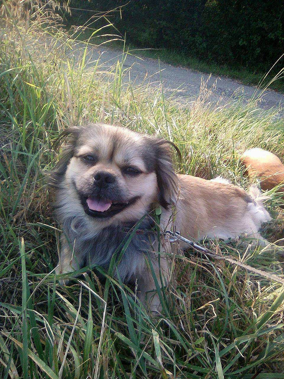 Baïkal participe au concours pour gagner de l'argent avec cette photo : ancient_dog_breeds, canidae, carnivore, companion_dog, corgi_chihuahua, dog, dog_breed, fawn, fur, grass, plant, puppy, sporting_group, terrestrial_animal, whiskers, wildlife, working_dog