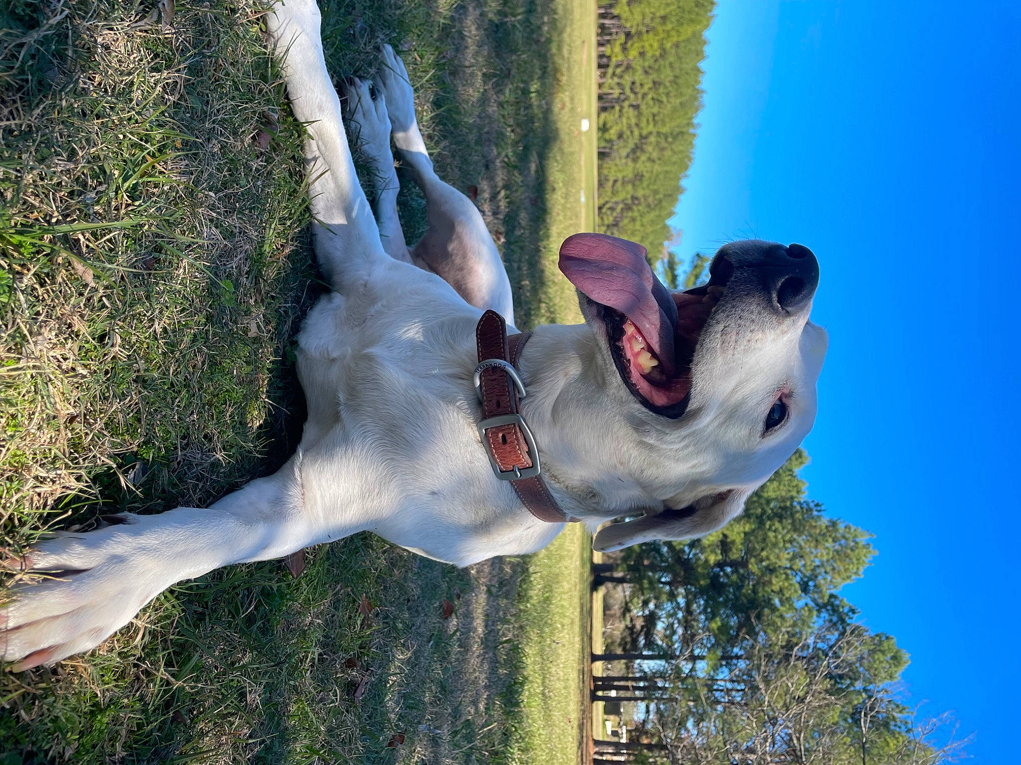 Rhino joined the competition — help win amazing prizes! adventure, art, dog, dog_breed, fawn, gesture, grass, hand, happy, head, leisure, monument, plant, sculpture, sky, snout, sporting_group, statue, tree, working_animal