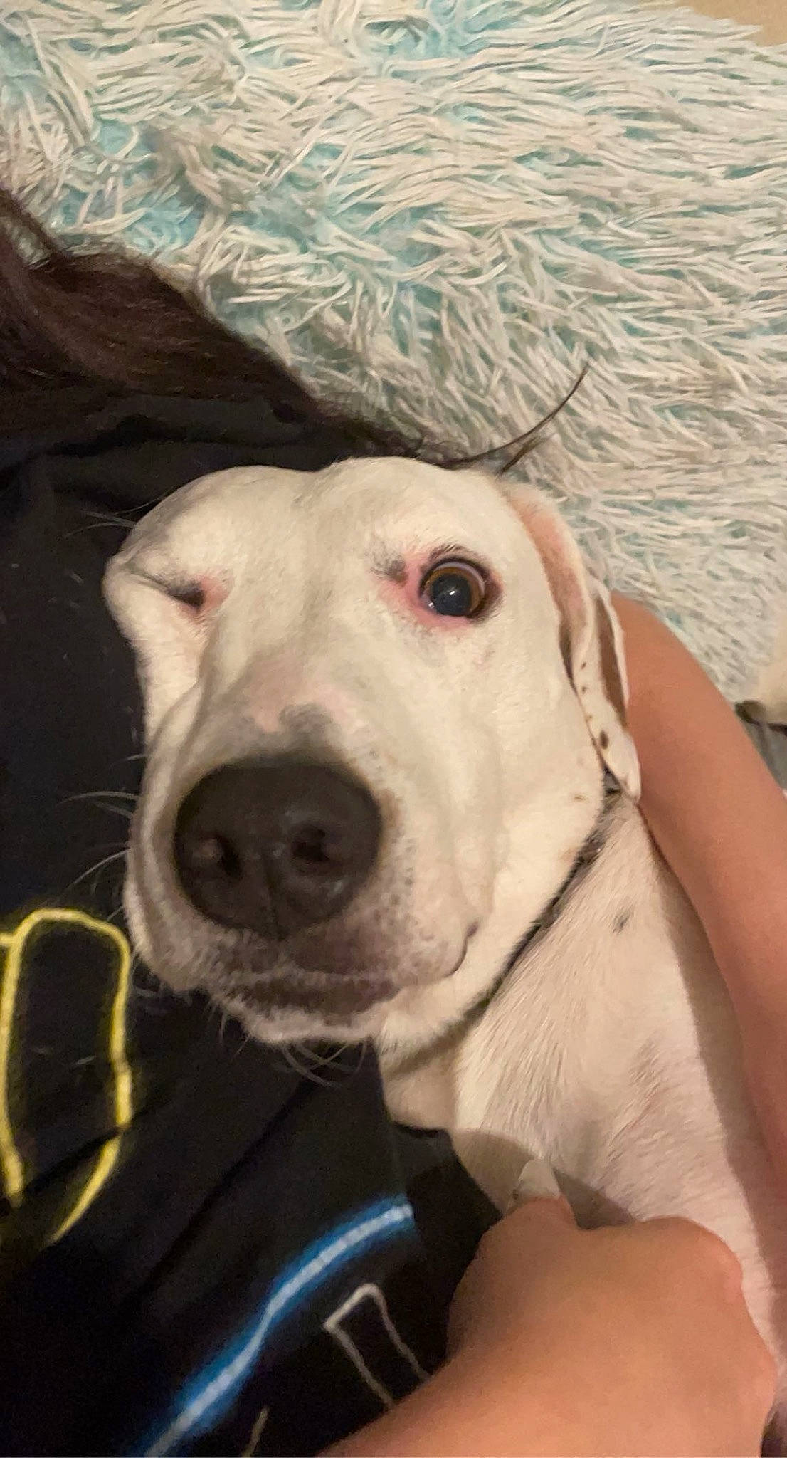 Rhino is registered to the contest to win money with this photo: canidae, carnivore, collar, companion_dog, dog, dog_breed, dog_collar, ear, fawn, fur, giant_dog_breed, guard_dog, happy, jaw, retriever, selfie, snout, sporting_group, whiskers, working_animal