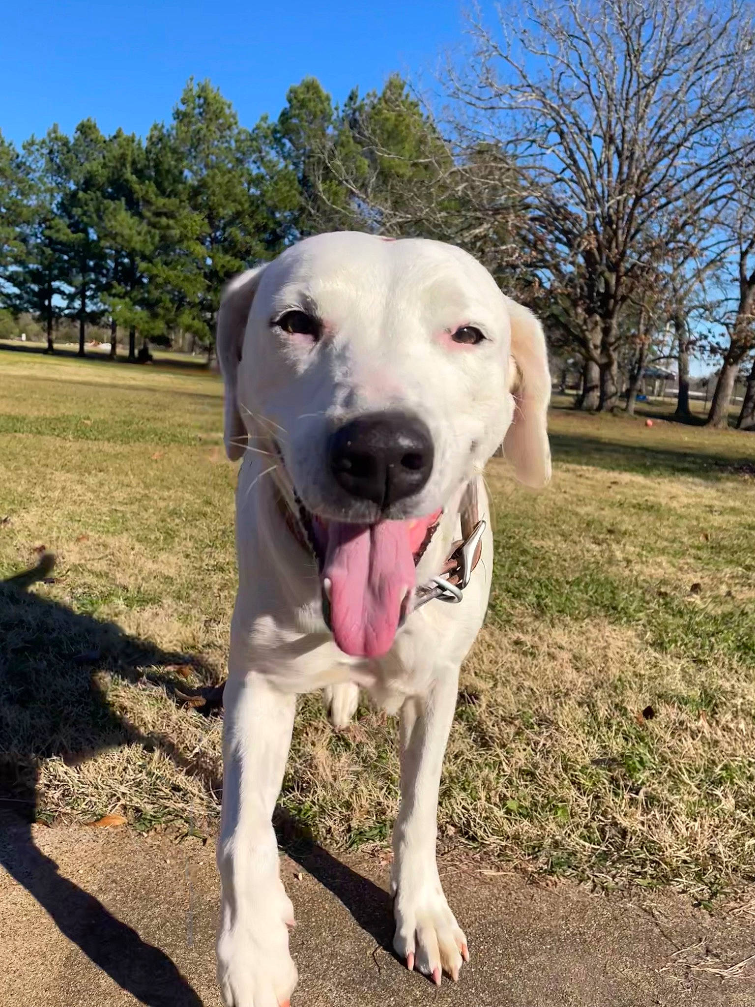 Rhino joined the competition — help win amazing prizes! canidae, carnivore, collar, companion_dog, dog, dog_breed, dog_collar, dog_supply, fawn, grass, guard_dog, paw, plant, sky, snout, sporting_group, tail, tree, whiskers, working_animal