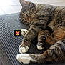 cat, tabby_cat, white_paws, lounging, cushion, gray_fabric, indoor, daylight, window, floor_tiles, relaxed, pet, feline, whiskers, paws, cute, fur, animal, domestic_cat, resting