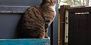 Cathy participe au concours pour gagner de l'argent avec cette photo : cat, tabby_cat, wooden_pallet, blue_wood, outdoor, nature, trees, fence, animal, pet, sitting, side_view, fur, whiskers, ears, quiet, daytime, background, wall, contemplative