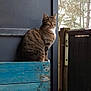 cat, tabby_cat, wooden_pallet, blue_wood, outdoor, nature, trees, fence, animal, pet, sitting, side_view, fur, whiskers, ears, quiet, daytime, background, wall, contemplative