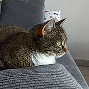 Cathy a rejoint le concours — aidez-le/la à gagner de superbes lots ! cat, tabby_cat, green_eyes, side_profile, indoor, couch, gray_couch, texture, pet, feline, resting, domestic_cat, whiskers, ears, fur, close_up, home, living_room, pillow, cozy