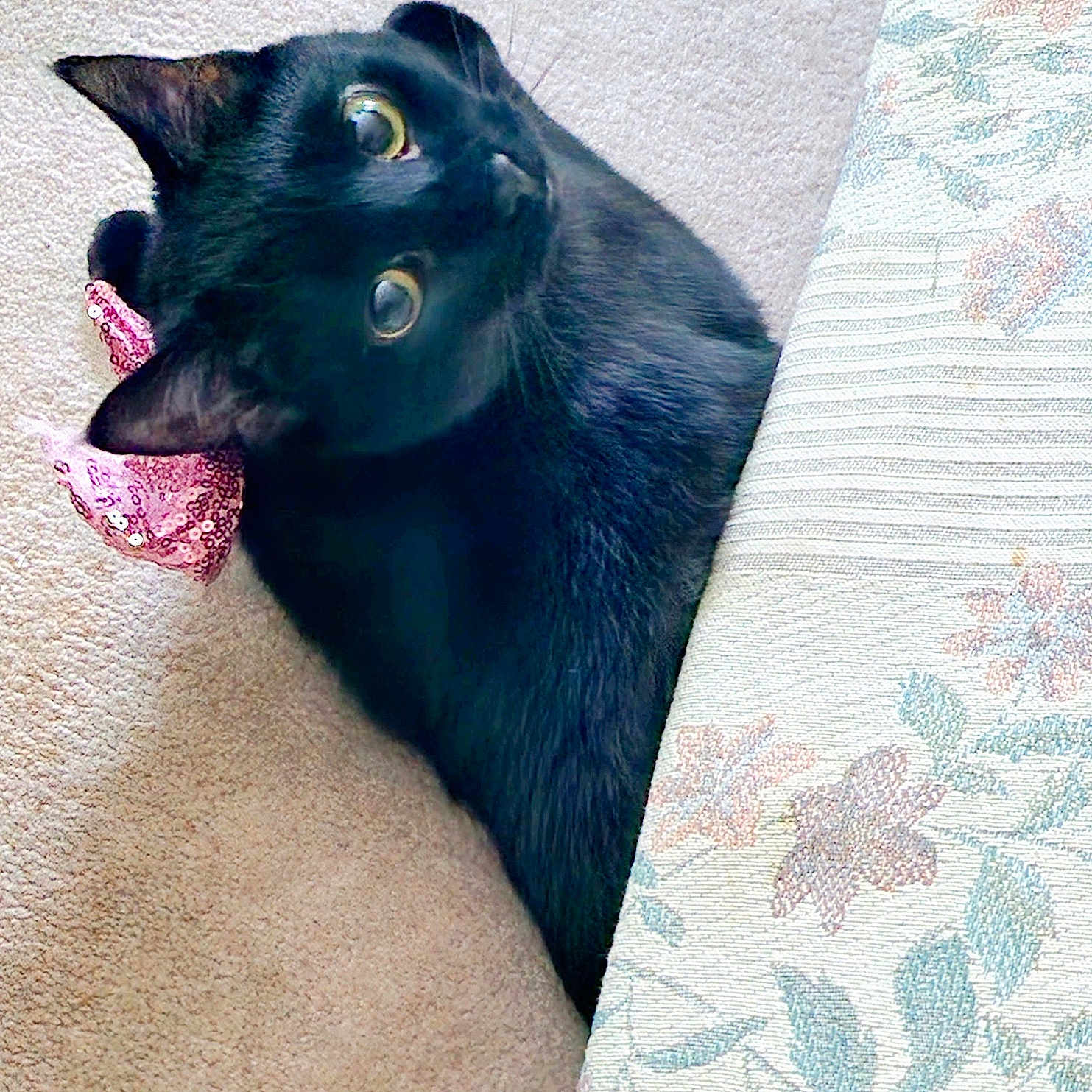 Hime is registered to the contest to win money with this photo: animal, bed, bedroom, blackcat, blanket, bodypart, cat, couch, cushion, furniture, homedecor, indoors, kitten, manx, mouth, person, pet, quilt, room, tongue