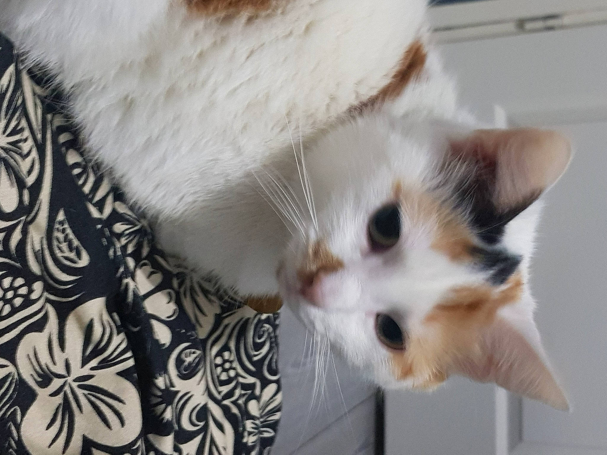 Jazz participe au concours pour gagner de l'argent avec cette photo : carnivore, cat, claw, close_up, companion_dog, domestic_short_haired_cat, ear, fawn, felidae, fur, pattern, paw, small_to_medium_sized_cats, snout, tail, whiskers, window