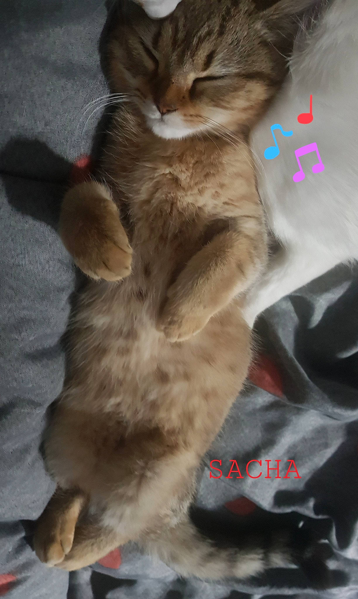 Patie participe au concours pour gagner de l'argent avec cette photo : carnivore, cat, claw, comfort, domestic_short_haired_cat, ear, fawn, felidae, font, foot, fur, gesture, human_leg, mammal, paw, photo_caption, small_to_medium_sized_cats, snout, tail, whiskers