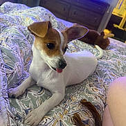 Beanis joined the competition — help win amazing prizes! dog, puppy, bed, blanket, indoor, small_dog, brown_and_white, tongue_out, patterned_bedspread, furniture, dresser, plush_toy, relaxed, cute, pet, animal, home, resting, canine, cozy