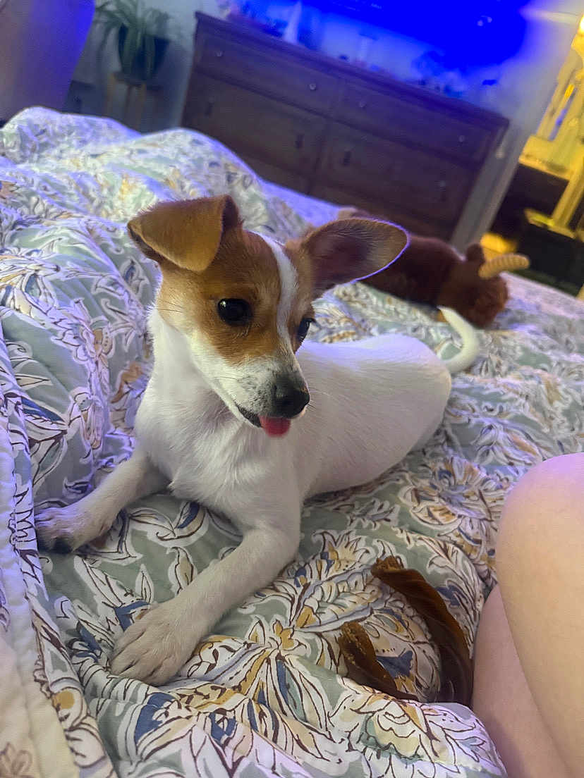 Beanis joined the competition — help win amazing prizes! dog, puppy, bed, blanket, indoor, small_dog, brown_and_white, tongue_out, patterned_bedspread, furniture, dresser, plush_toy, relaxed, cute, pet, animal, home, resting, canine, cozy