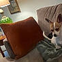 dog, chihuahua, couch, pillow, blanket, lamp, side_table, wall_art, framed_pictures, indoor, living_room, decor, plant, cozy, furniture, pet, small_dog, brown, white, blur