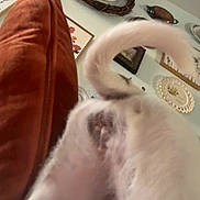 Fifi is registered to the contest to win money with this photo: dog, white_dog, tail, close_up, blurry, spots, cushion, decorative_plates, wall_art, indoor, home, furniture, living_room, curled_tail, pet, animal, furry, background, cozy, decor