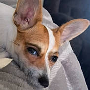 Fifi is registered to the contest to win money with this photo: animal, blanket, canine, close_up, comfort, cozy, cute, dog, domestic_animal, ears, fur, household, indoor, laying_down, pet, portrait, relaxed, resting, sleepy, soft