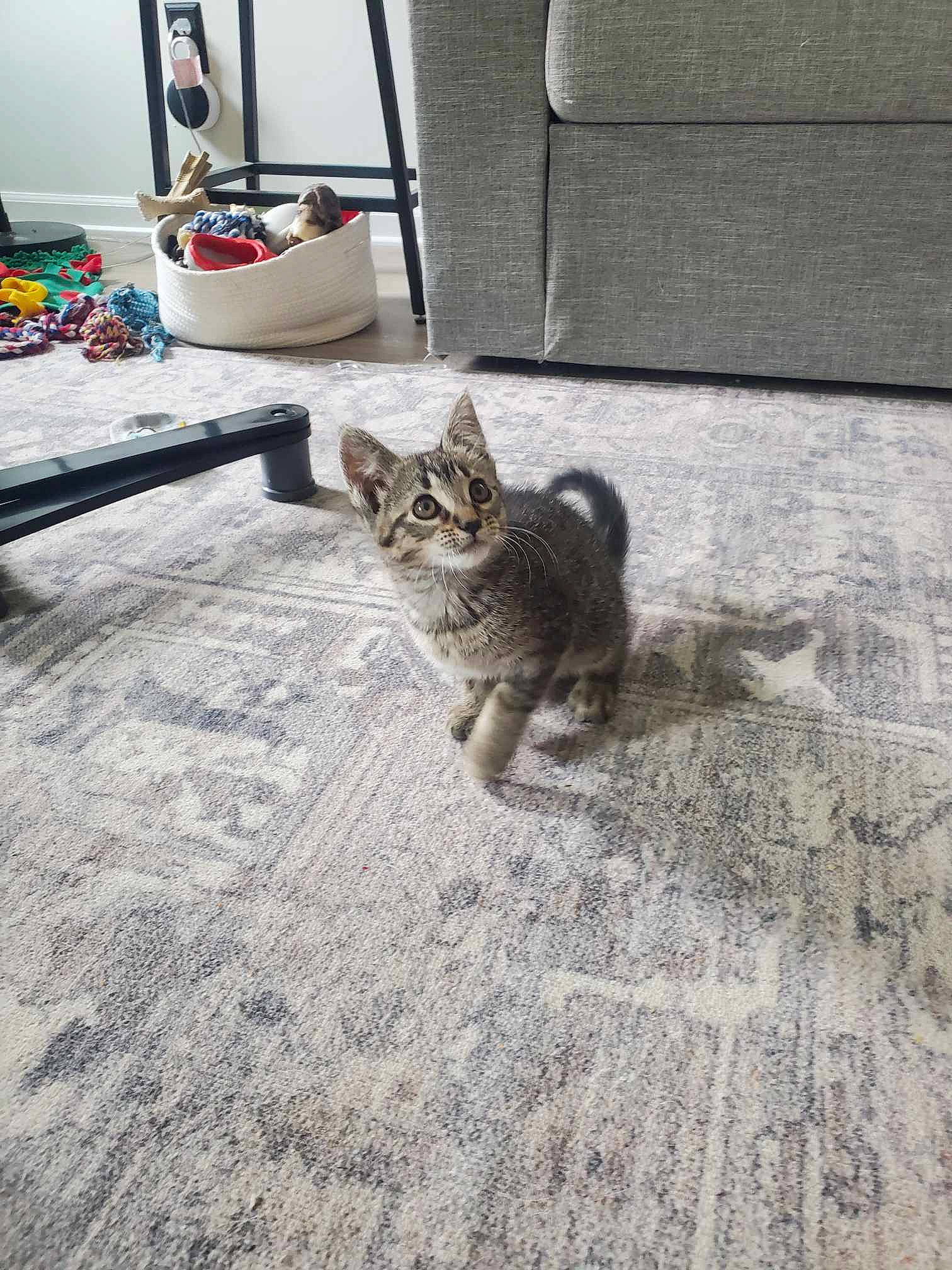 Silverbell is registered to the contest to win money with this photo: asphalt, carnivore, cat, claw, domestic_short_haired_cat, felidae, floor, flooring, fur, grey, paw, road_surface, sand, sidewalk, small_to_medium_sized_cats, tail, terrestrial_animal, wall, whiskers, wood