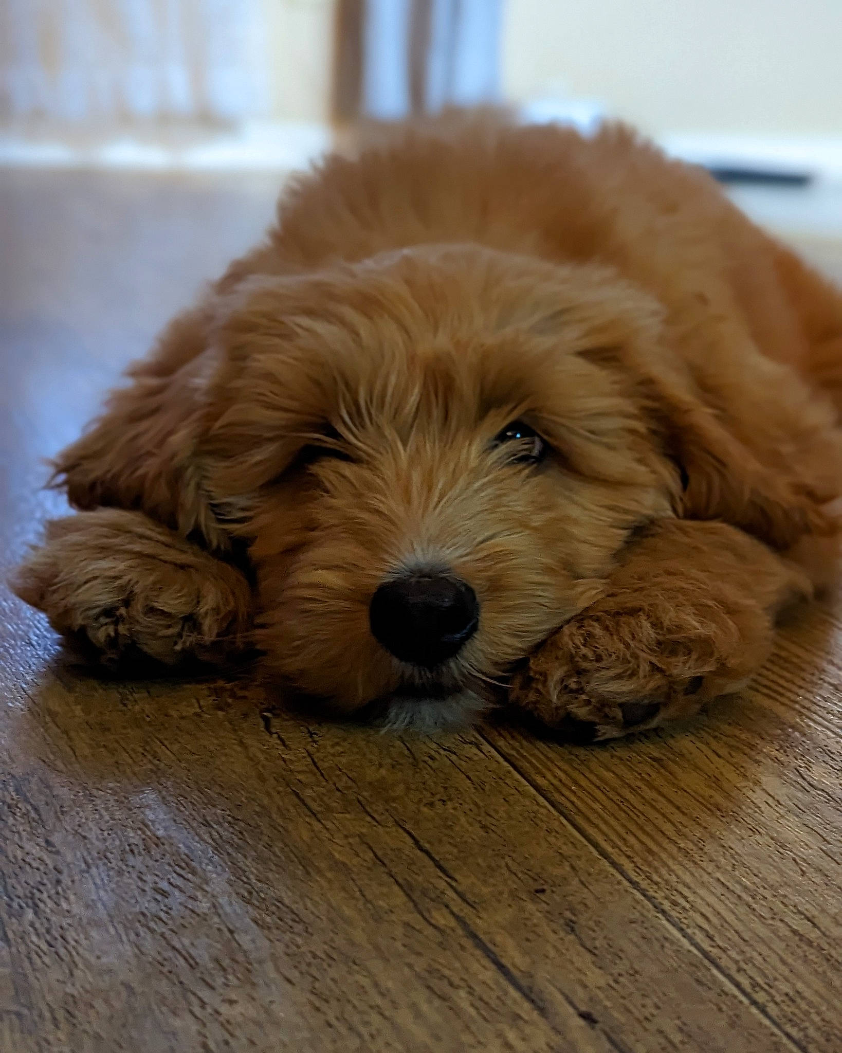 Barry is registered to the contest to win money with this photo: canidae, carnivore, companion_dog, dog, dog_breed, fawn, flooring, fur, hardwood, liver, paw, snout, sporting_group, terrestrial_animal, wood, working_animal