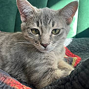 Cecil joined the competition — help win amazing prizes! cat, kitten, gray_cat, tabby, green_eyes, whiskers, ears, fur, nose, close_up, portrait, pet, indoor, sofa, blanket, quilt, sunlight, relaxed, cute, feline