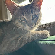 Tansy joined the competition — help win amazing prizes! cat, kitten, tabby, whiskers, ears, paw, window, sunlight, backlight, indoor, close_up, portrait, fur, reflection, cozy, resting, furniture, green_blanket, soft_light, shadow