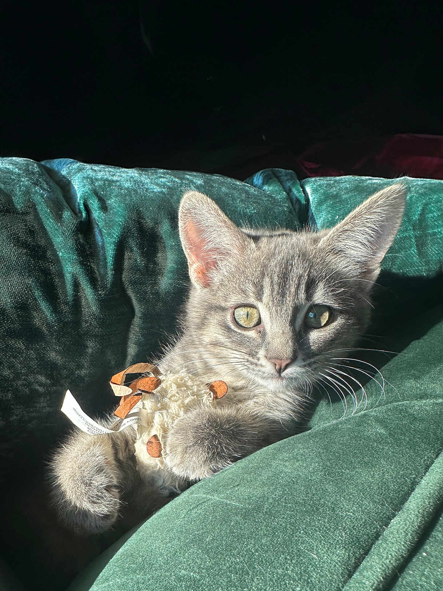 Tansy is registered to the contest to win money with this photo: cat, kitten, pet, feline, whiskers, ears, paws, toy, velvet_blanket, green_blanket, sunlight, cozy, fur, close_up, portrait, curious, eyes, indoor, playful, relaxed