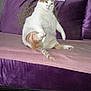 cat, comfort, cute, domestic_animal, feline, floor, fur, furniture, home, indoor, lazy, pet, pink_blanket, purple_cushion, relaxed, sitting, sofa, tail, tile, whiskers