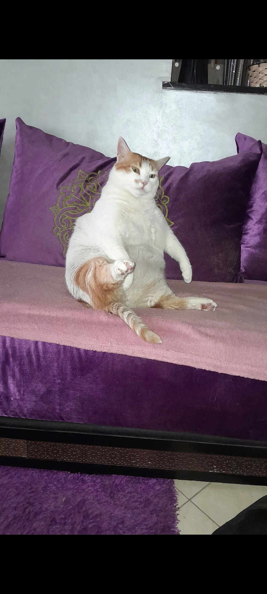 Chanel a rejoint le concours — aidez-le/la à gagner de superbes lots ! cat, comfort, cute, domestic_animal, feline, floor, fur, furniture, home, indoor, lazy, pet, pink_blanket, purple_cushion, relaxed, sitting, sofa, tail, tile, whiskers