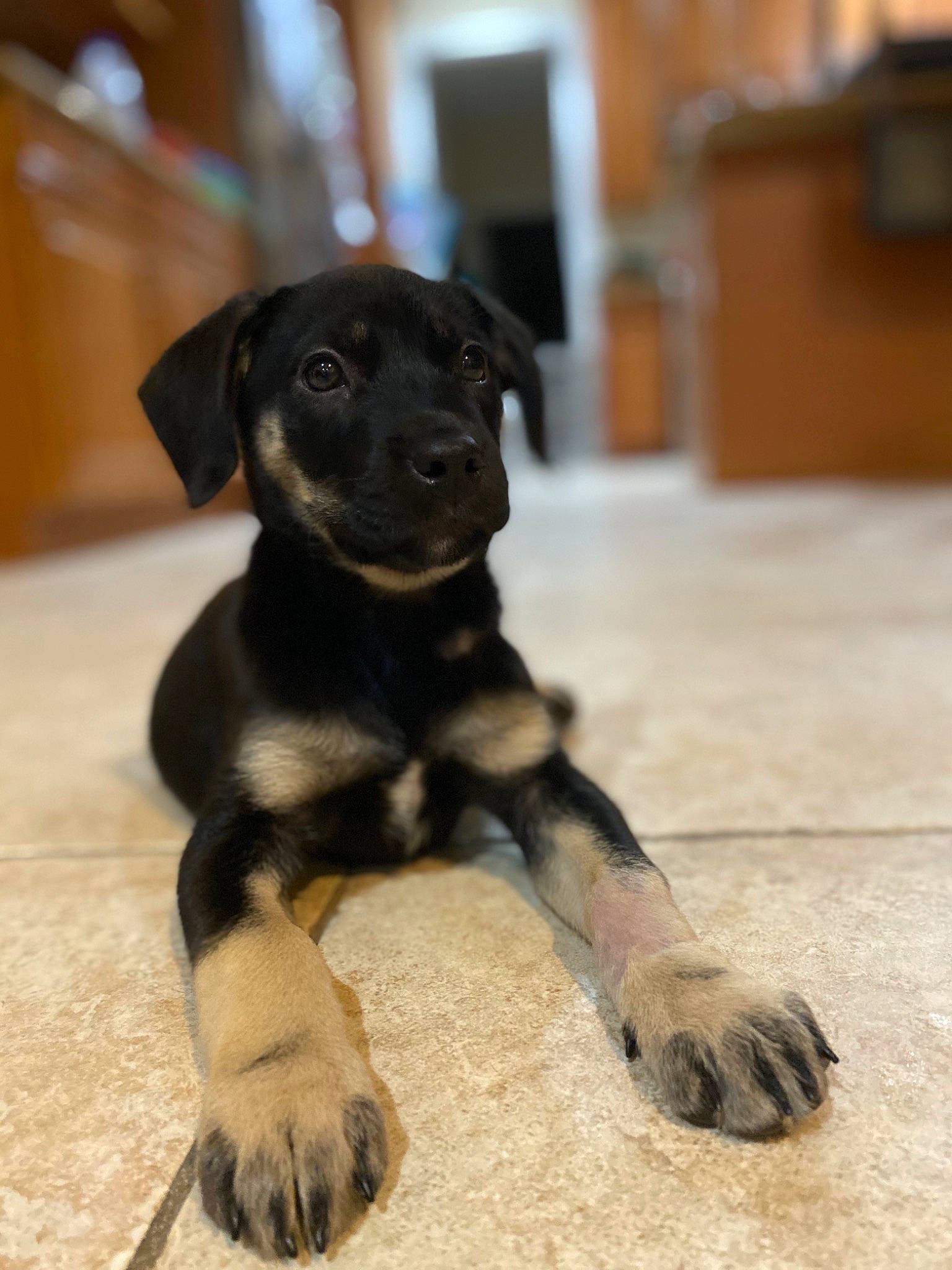 Oakley is registered to the contest to win money with this photo: canidae, carlin_pinscher, carnivore, companion_dog, dog, dog_breed, fawn, mammal, patterdale_terrier, potcake_dog, puppy, rare_breed_dog, snout, sporting_group, street_dog, vertebrate