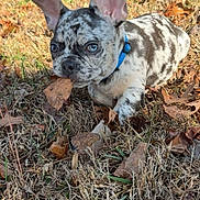 Walter joined the competition — help win amazing prizes! animal, autumn, blue_eyes, close_up, collar, cute, dog, dry_grass, fall_leaves, french_bulldog, leaf, lying_down, merle_coat, nature, outdoor, pet, playful, puppy, small_dog, sunlight