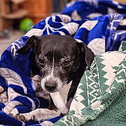 Kiilala joined the competition — help win amazing prizes! animal, black_and_white, blanket, comfort, cozy, cute, dog, fur, home, indoor, paw, pet, portrait, relaxed, resting, sleepy, small_dog, snuggle, soft, warm