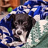 animal, black_and_white, blanket, comfort, cozy, cute, dog, fur, home, indoor, paw, pet, portrait, relaxed, resting, sleepy, small_dog, snuggle, soft, warm