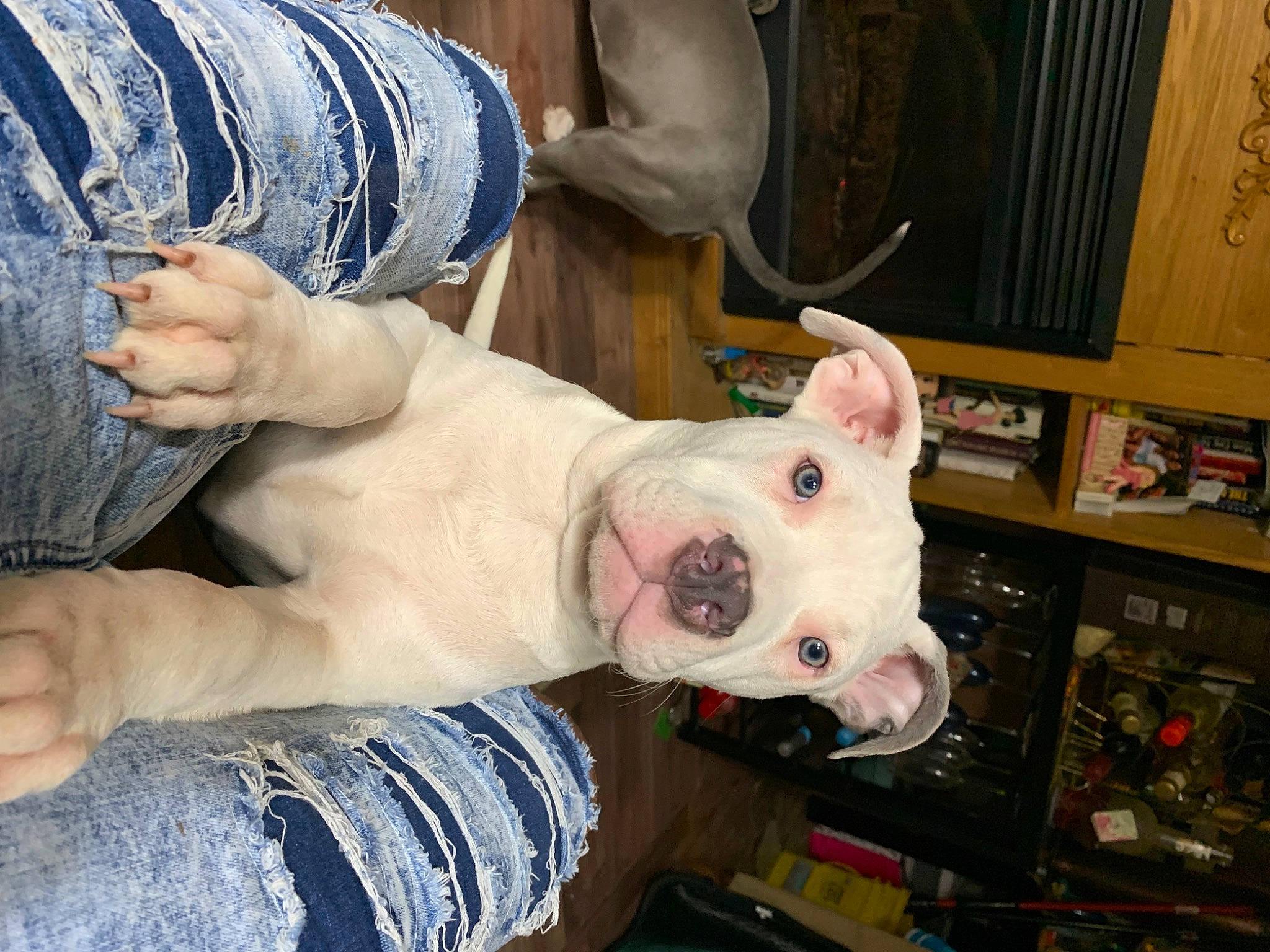 Bully is registered to the contest to win money with this photo: carnivore, chest, companion_dog, denim, dog, dog_breed, fawn, flesh, foot, fur, human_leg, jaw, nail, shelf, snout, thumb, toy, whiskers, wrinkle, wrist