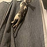 cat, curtain, climbing, shadow, indoor, grey, fabric, pet, animal, playful, vertical, wall, feline, adventure, home, window, curtain_rod, clawing, stretch, domestic_cat