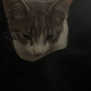 Kitty joined the competition — help win amazing prizes! cat, gray_cat, white_cat, pet, animal, feline, resting, indoor, dark, shadow, sleepy, cute, fur, whiskers, ears, closeup, quiet, cozy, soft, calm
