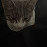 cat, gray_cat, white_cat, pet, animal, feline, resting, indoor, dark, shadow, sleepy, cute, fur, whiskers, ears, closeup, quiet, cozy, soft, calm
