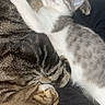 Kitty joined the competition — help win amazing prizes! cat, sleeping, snuggling, cozy, tabby, white, gray, fur, pet, animal, indoor, resting, cute, relaxed, closeup, companion, cute_animal, domestic_cat, friendship, comfort