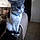 Kitty