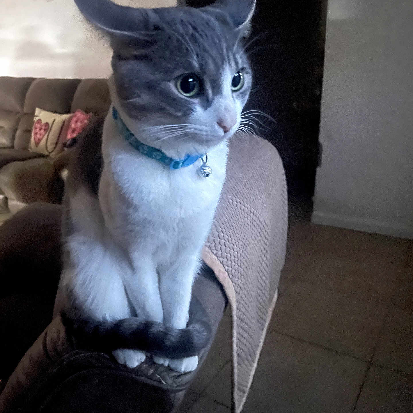 Kitty joined the competition — help win amazing prizes! cat, pet, animal, feline, collar, indoor, living_room, couch, pillow, tail, whiskers, fur, alert, sitting, curious, domestic, home, cozy, furniture, floor