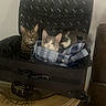 Kitty is registered to the contest to win money with this photo: cat, cats, suitcase, clothing, indoor, table, curious, pet, feline, striped_cat, tabby_cat, plaid, blue_shirt, resting, cozy, domestic, household, companions, fur, eyes