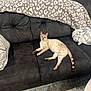 Blue is registered to the contest to win money with this photo: cat, couch, blanket, pillow, window, car, indoor, furniture, pet, animal, relaxing, spotted_cat, tail, floor, carpet, curious, cozy, home, domestic, resting