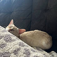 Blue joined the competition — help win amazing prizes! cat, sleeping, blanket, couch, indoor, pet, relaxing, feline, soft_texture, nap, cozy, window_light, fur, ears, closed_eyes, comfort, resting, home, animal, quiet