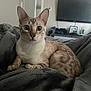 Blue is registered to the contest to win money with this photo: cat, animal, pet, indoor, blanket, feline, cozy, living_room, curious, spotted, soft_texture, resting, domestic, fur, whiskers, ears, eyes, comfort, home, relaxed