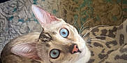 Blue joined the competition — help win amazing prizes! cat, blue_eyes, whiskers, fur, indoor, blanket, patterned_blanket, chair, floor_rug, looking_up, pet, animal, cute, curious, domestic_cat, feline, ears, nose, soft_texture, cozy