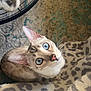 cat, blue_eyes, whiskers, fur, indoor, blanket, patterned_blanket, chair, floor_rug, looking_up, pet, animal, cute, curious, domestic_cat, feline, ears, nose, soft_texture, cozy