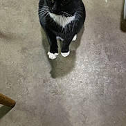 Scatter is registered to the contest to win money with this photo: black_fur, cat, close_up, concrete_floor, curious, domestic_cat, ears, empty_space, floor, indoor, looking_up, paws, pet, portrait, shadow, single_subject, sitting, tuxedo_cat, whiskers, white_paws