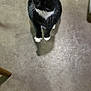 black_fur, cat, close_up, concrete_floor, curious, domestic_cat, ears, empty_space, floor, indoor, looking_up, paws, pet, portrait, shadow, single_subject, sitting, tuxedo_cat, whiskers, white_paws