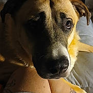 Cody is registered to the contest to win money with this photo: animal, bed, blanket, close_up, comfort, companion, dog, ears, expression, fur, human, indoor, legs, light, pet, relaxation, resting, shadow, snout, tattoo
