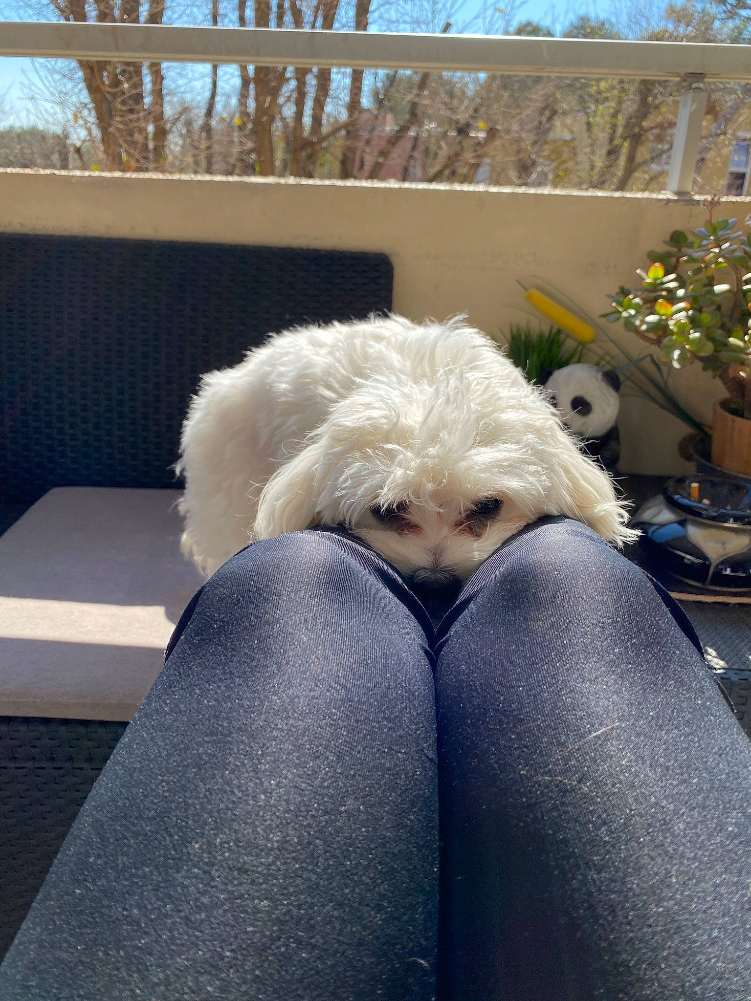 Pépite participe au concours pour gagner de l'argent avec cette photo : bichon, bichon_frise, bolognese, canidae, carnivore, companion_dog, coton_de_tulear, dog, dog_breed, havanese, maltese, non_sporting_group, shih_tzu, toy_dog